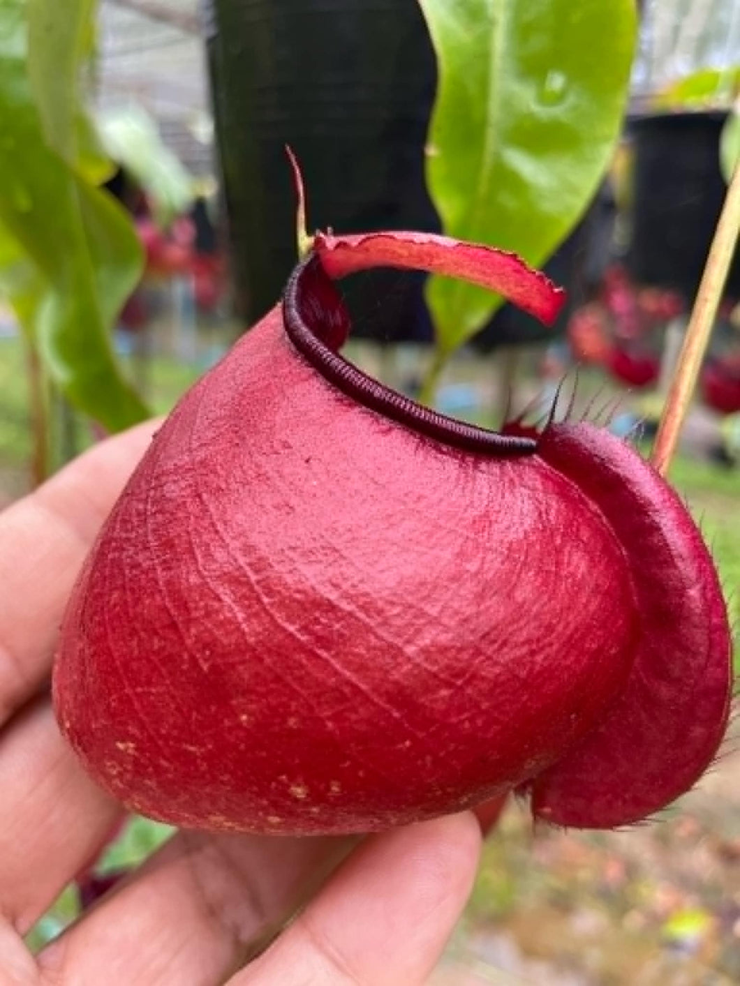 N. viking x ampullaria 'Red' - Specimen 3