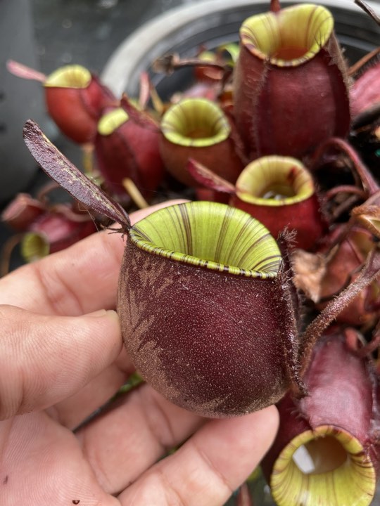 N. ampullaria 'Black Miracle - XXL Carpeting Specimen