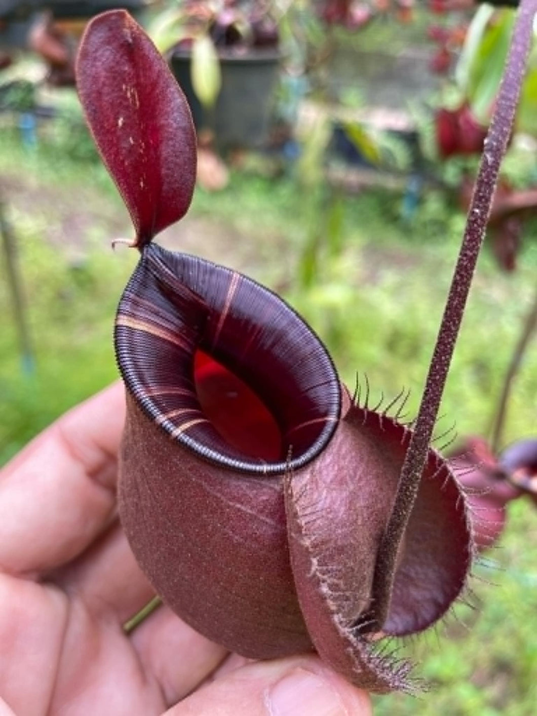 N. viking x ampullaria 'Black Miracle' - XXL Plant