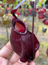 Load image into Gallery viewer, N.(viking x rafflesiana) x ampullaria &#39;Black Miracle&#39;
