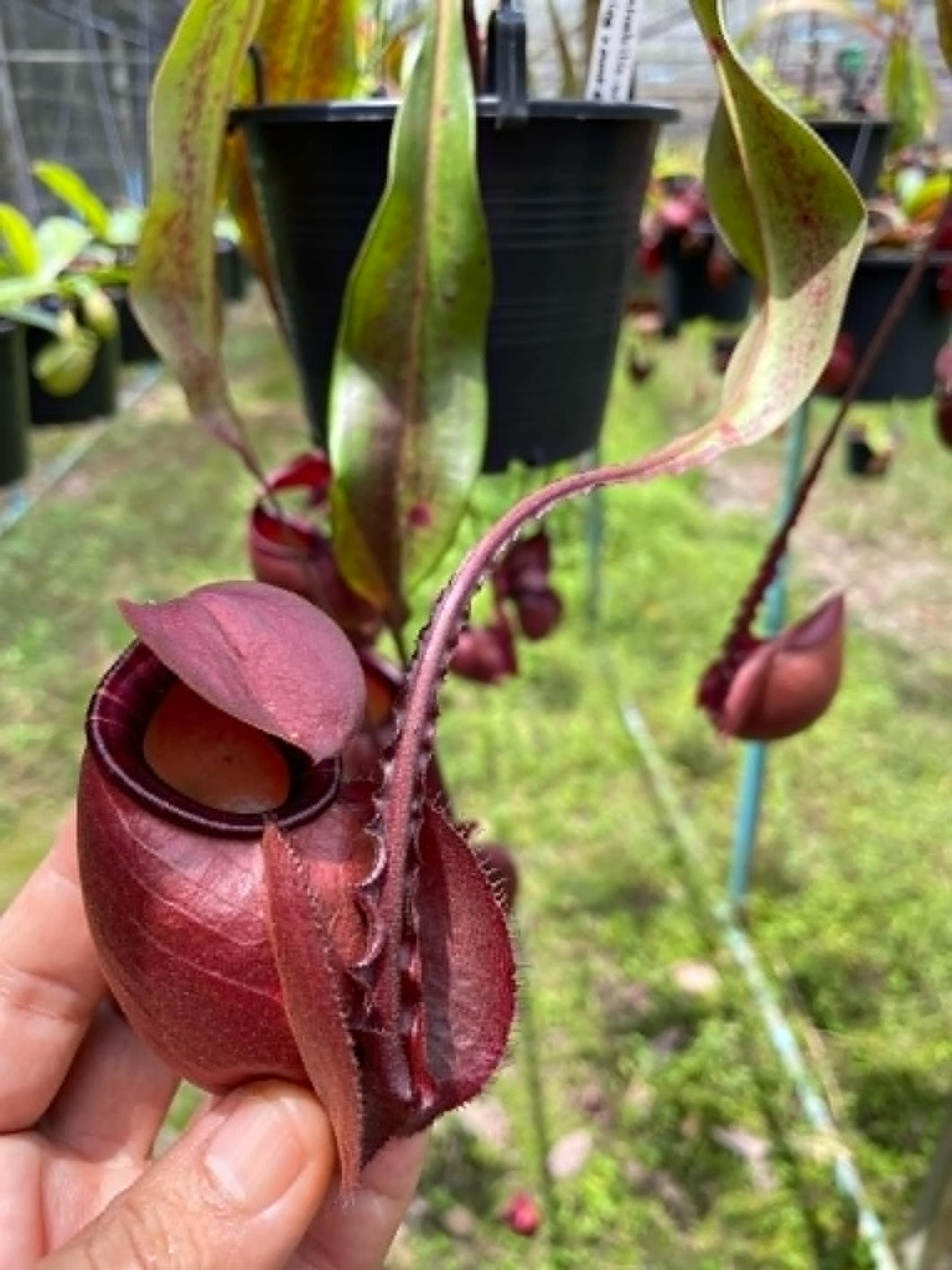 N.mirabilis var 'Trang-Bizarre' x (viking x ampullaria 'Black Miracle') - Specimen 1