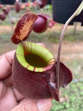 Load image into Gallery viewer, N. (viking x Hookeriana) x ampullaria
