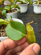 Load image into Gallery viewer, N. veitchii - Specimen 6

