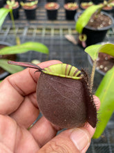 Load image into Gallery viewer, N. ampullaria &#39;Rainbow Lips&#39; - Specimen 4
