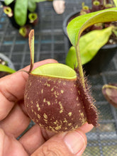 Load image into Gallery viewer, N. ampullaria x ampullaria &#39;Black Miracle&#39; - Specimen 3
