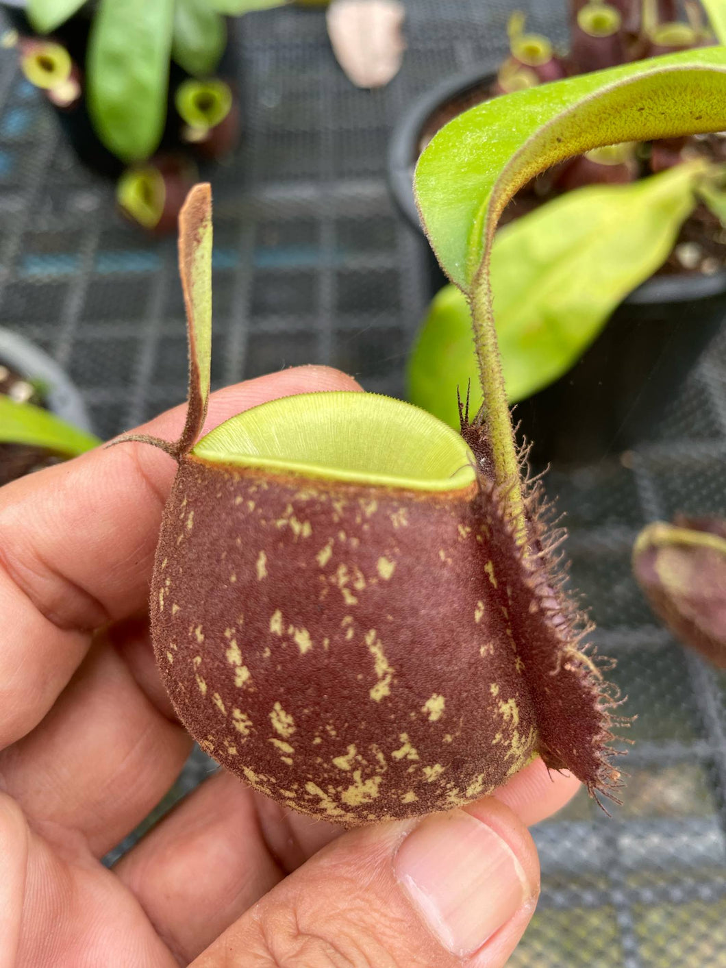 N. ampullaria x ampullaria 'Black Miracle' - Specimen 3