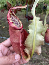 Load image into Gallery viewer, N.mirabilis var &#39;Trang-Bizarre&#39; x northiana
