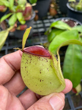 Load image into Gallery viewer, N. ampullaria &#39;Speckled Hot Lips&#39;
