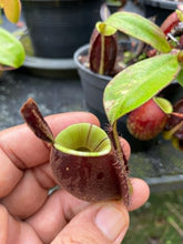 Load image into Gallery viewer, N. ampullaria &#39;Black Variegated&#39; - Specimen 1
