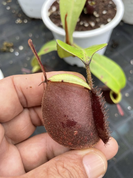 N.ampullaria 'Tricolor' - Specimen 1