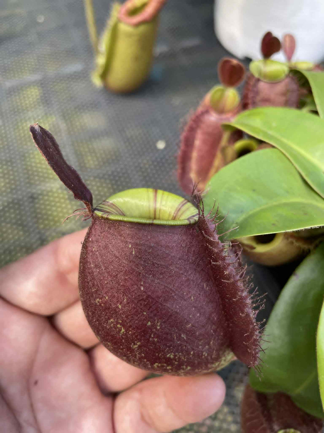 N. ampullaria 'Green' x ampullaria 'Black Miracle' - Specimen 2