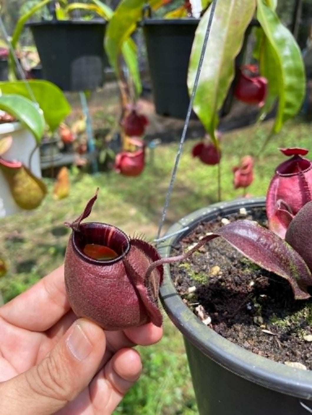 N.viking x ampullaria 'Black Miracle' - Specimen 1