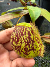 Load image into Gallery viewer, N. ampullaria -  Specimen 31
