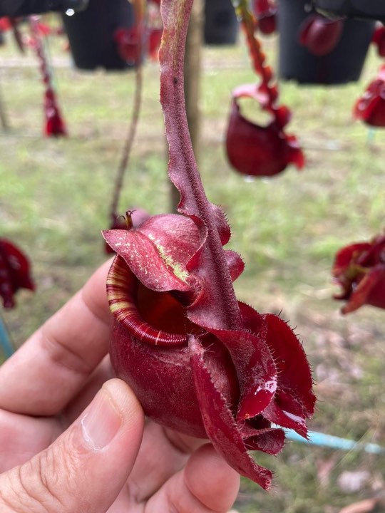 N. mirabilis var Trang-Bizarre x (viking x ampullaria 'Black Miracle') - Specimen 1