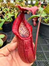 Load image into Gallery viewer, N.thorelii x veitchii
