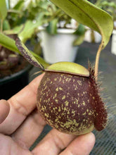 Load image into Gallery viewer, N. ampullaria &#39;Speckled&#39; x ampullaria &#39;Black Miracle&#39; - Specimen 2
