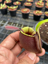 Load image into Gallery viewer, N. ampullaria &#39;Rainbow Lips&#39; - Specimen 5
