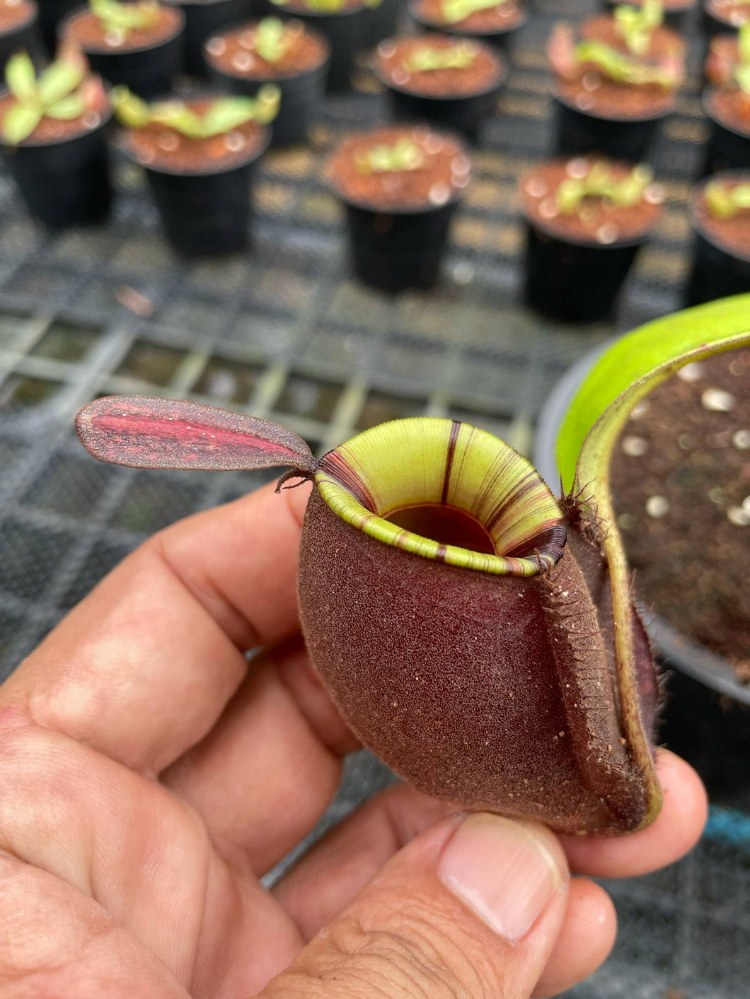 N. ampullaria 'Rainbow Lips' - Specimen 5