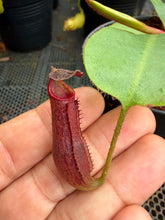 Load image into Gallery viewer, N.boschiana x veitchii - Wholesale Lot of 15
