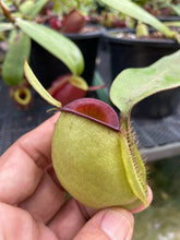Load image into Gallery viewer, N. ampullaria &#39;Hot Lips&#39; - Specimen 1 - XL Plant
