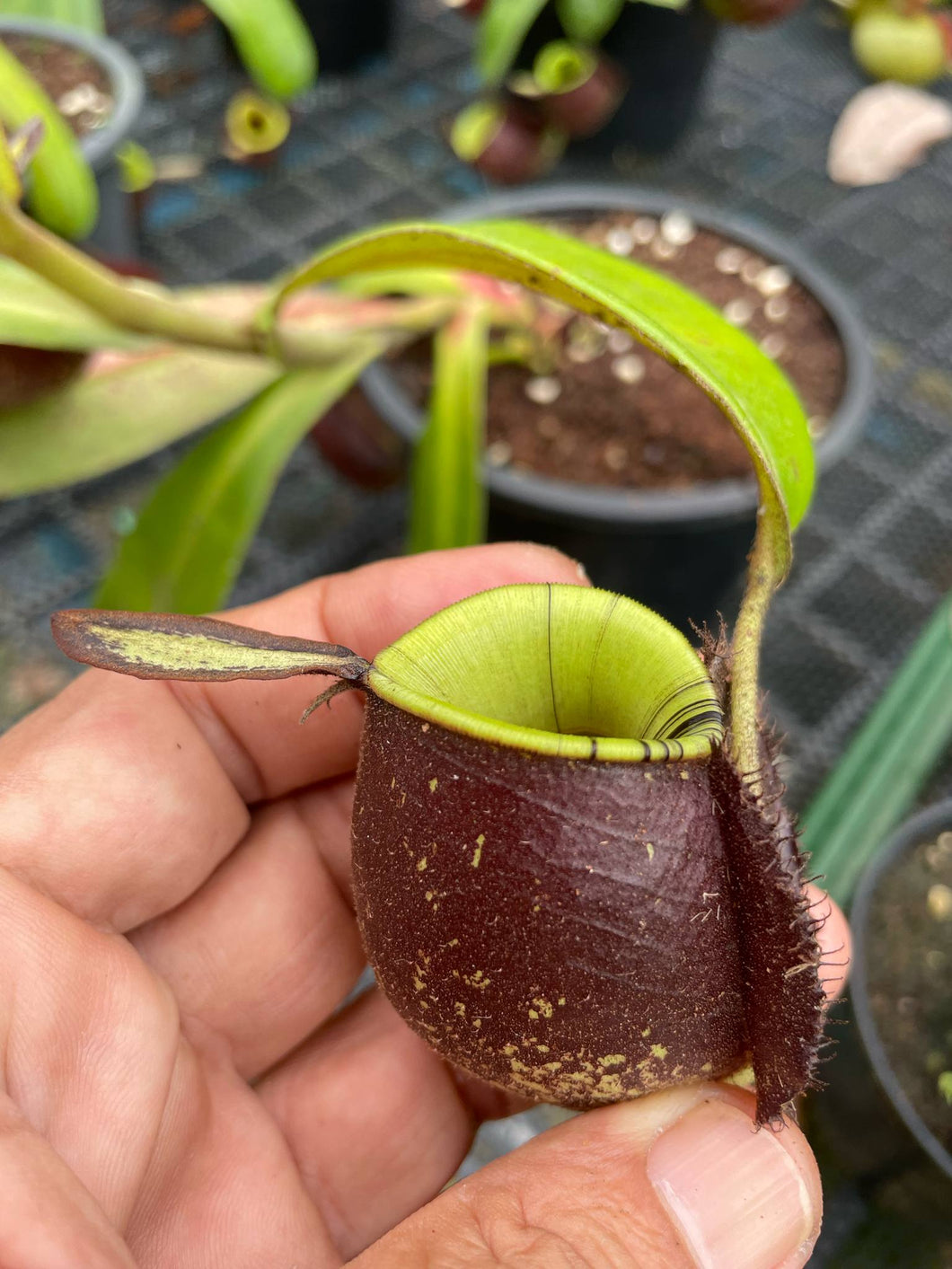 N. ampullaria x ampullaria 'Black Miracle' - Specimen 2