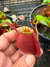 Load image into Gallery viewer, N. ampullaria 'Candy Stripes' - Specimen 2
