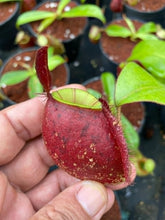 Load image into Gallery viewer, N. ampullaria &#39;Tricolor&#39; - Seed Grown
