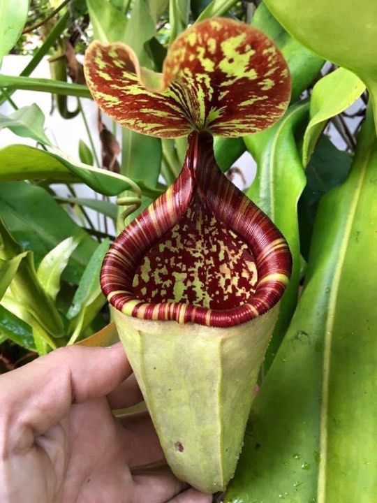 N.rafflesiana x merriliana - EP Clone - Confirmed Female - Specimen 1