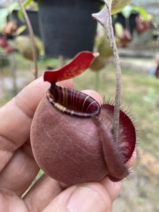 N. viking x ampullaria 'Black Miracle' - Specimen 1