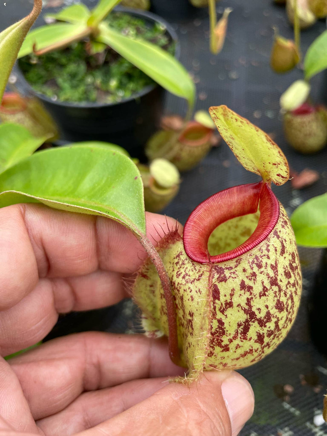 N. (viking x Hookeriana) x ampullaria - Wholesale Lots of 10 Plants