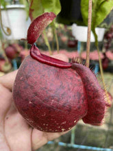 Load image into Gallery viewer, N. viking x ampullaria &#39;Speckled&#39; - Specimen 3
