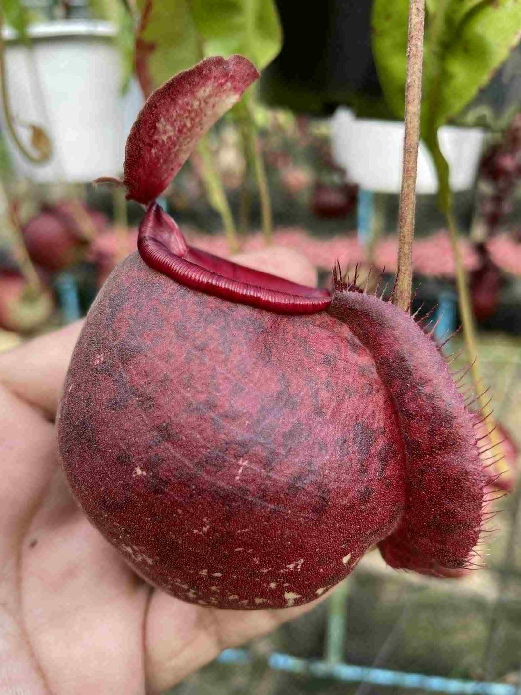 N. viking x ampullaria 'Speckled' - Specimen 3