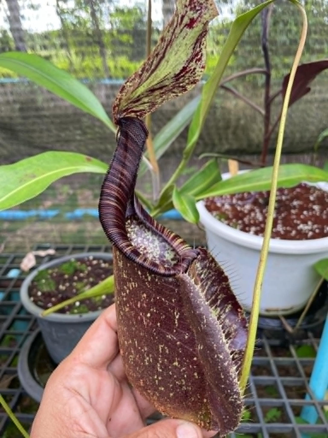 N. rafflesiana 'Black' - XXL Seed Grown Plant