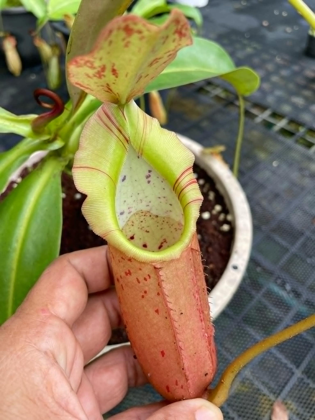 N. veitchii x northiana