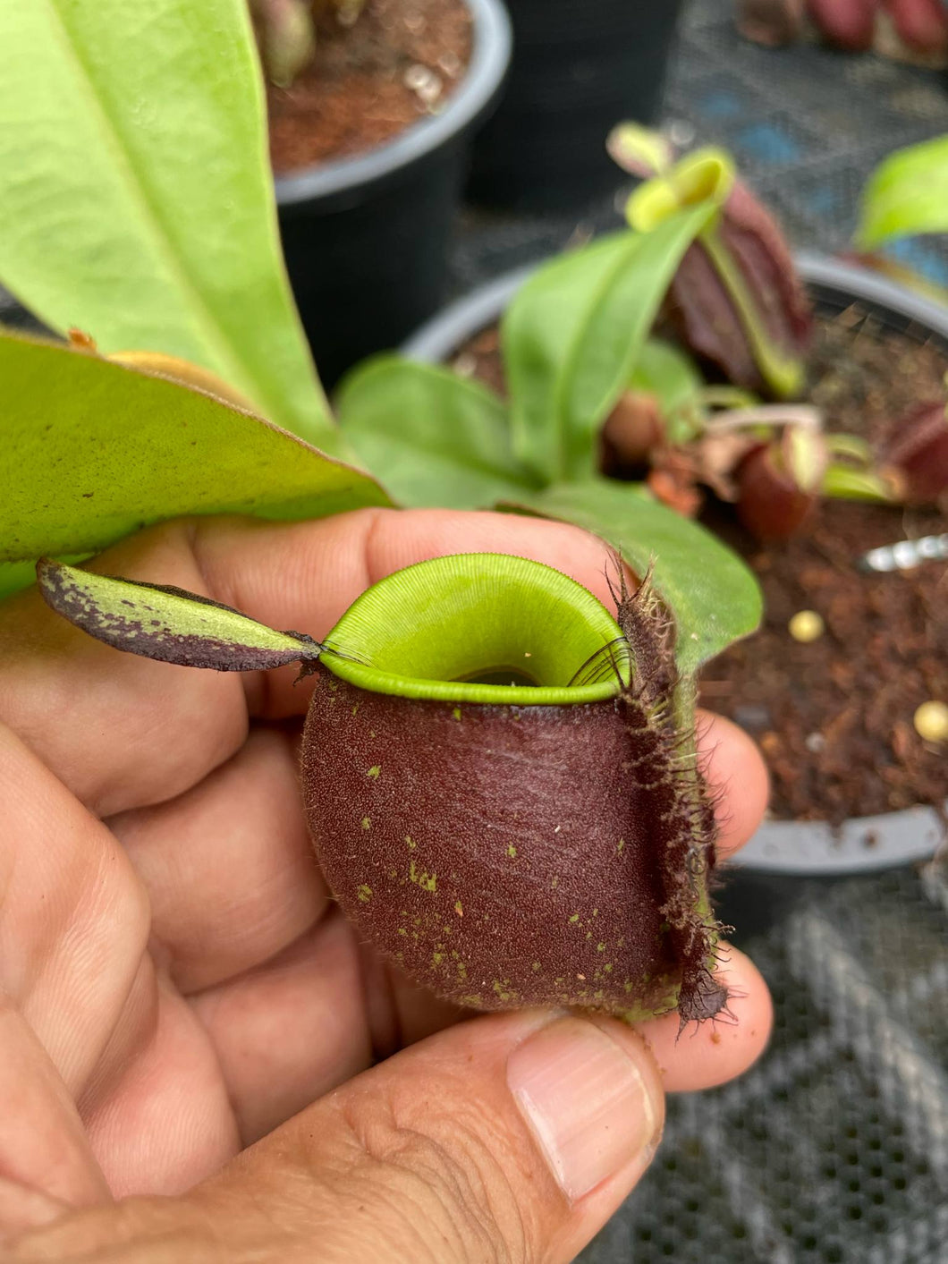 N. ampullaria x ampullaria 'Black Miracle' - Specimen 4