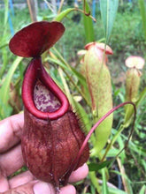 Load image into Gallery viewer, N.thorelii (d) - EP Clone - Confirmed Female!
