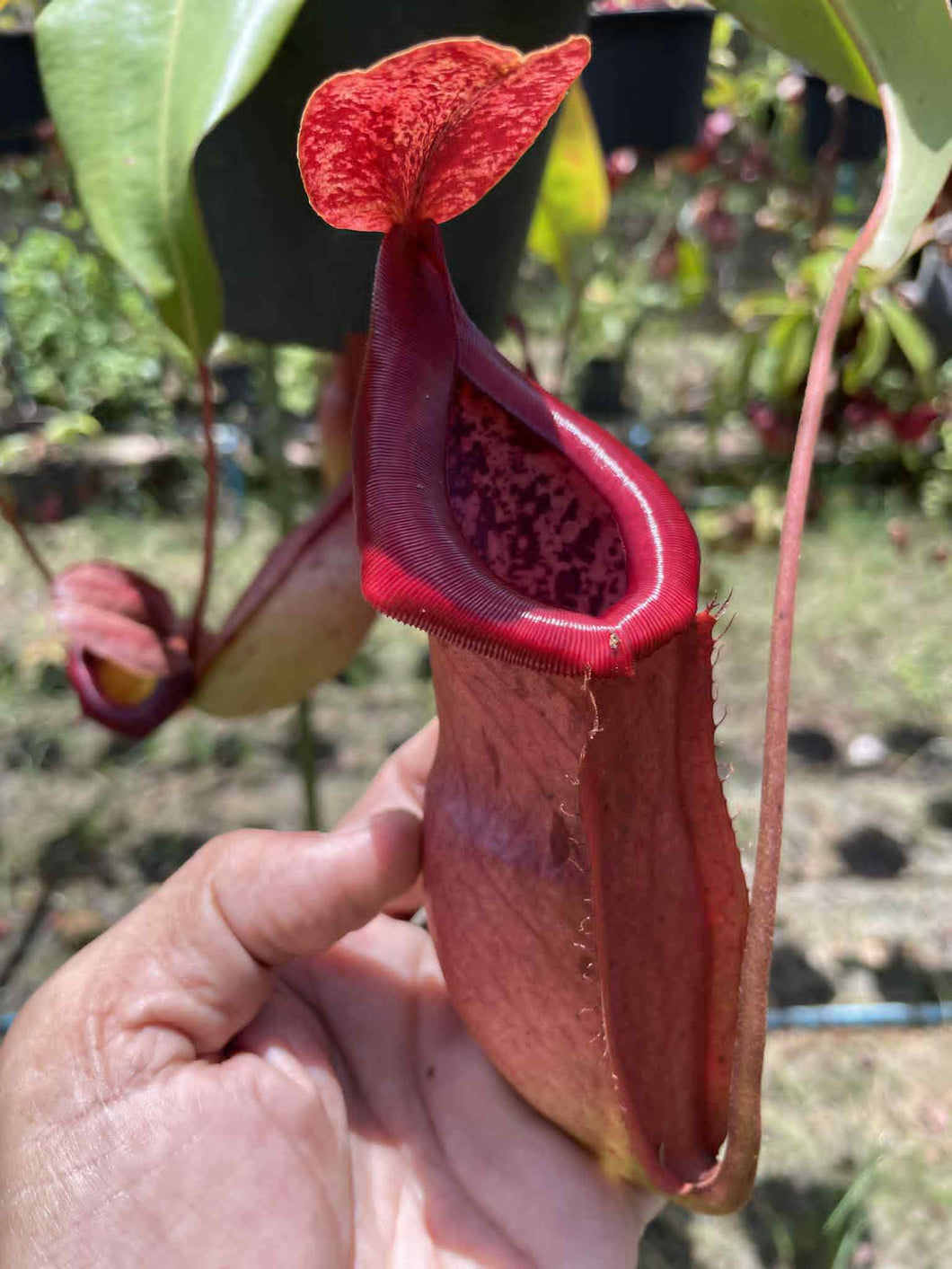 N.mirabilis x (maxima dark x (lowii x veitchii)) - Specimen 1
