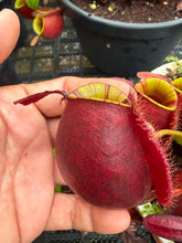 Load image into Gallery viewer, N. ampullaria 'Candy Stripes' - Specimen 1
