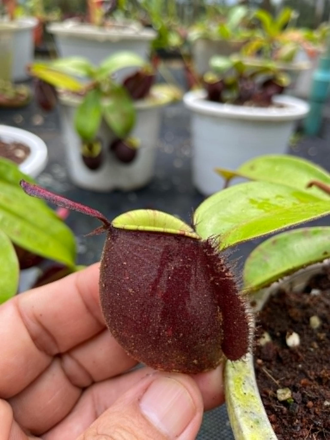 N. ampullaria 'Rainbow Lips' - XL Plant - Specimen 3