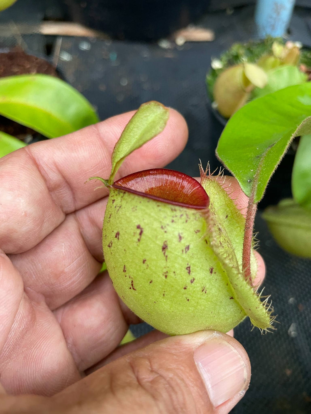 N. ampullaria 'Speckled Hot Lips' - Wholesale Lots of 10 XL Plants