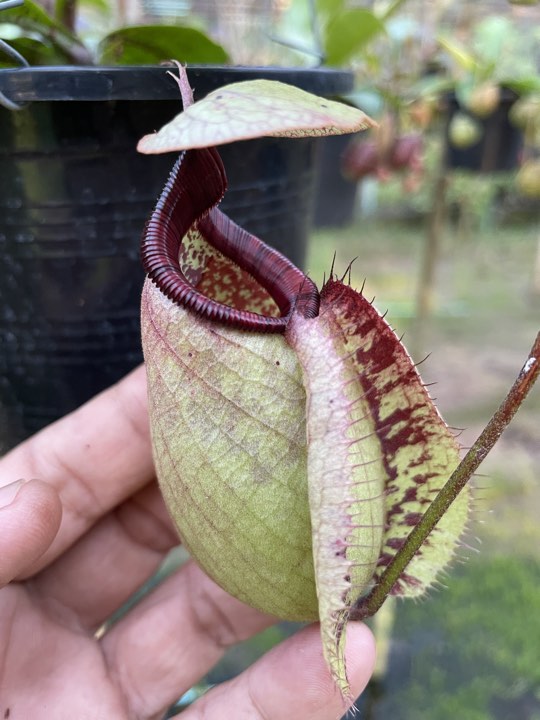 N.rafflesiana 'Nivea' x (viking x ampullaria) - Specimen 3