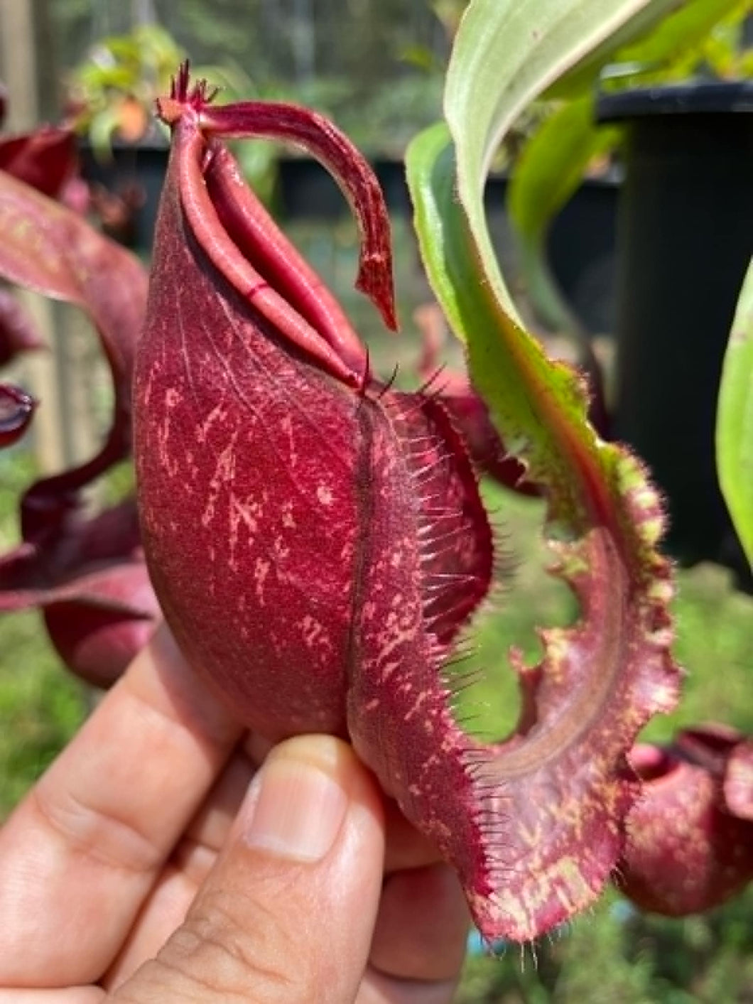 N. mirabilis var 'Trang-Bizarre' x ampullaria 'Black Miracle' - Specimen 2