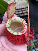 Load image into Gallery viewer, N.viking x ampullaria 'Candy Stripes' - Female Specimen 1
