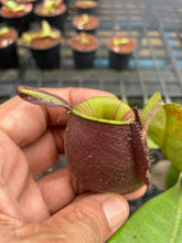 Load image into Gallery viewer, N. ampullaria &#39;Rainbow Lips&#39; - Specimen 3
