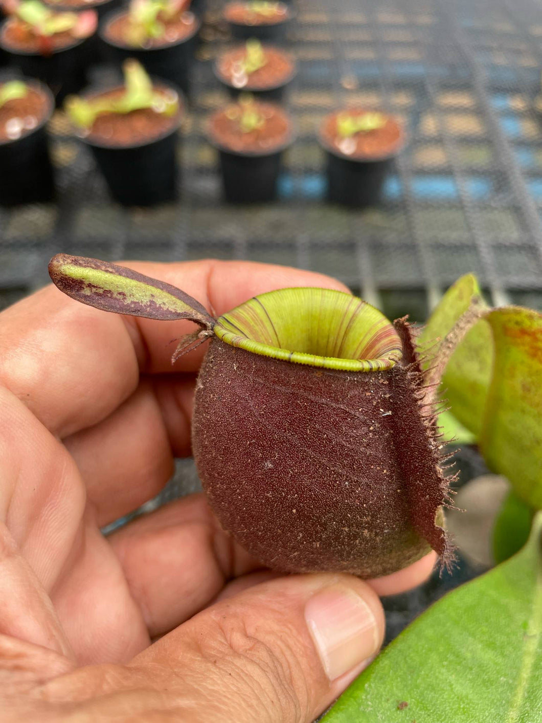 N. ampullaria 'Rainbow Lips' - Specimen 3