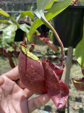 Load image into Gallery viewer, N. mirabilis &#39;Trang-Bizarre&#39; x ampullaria &#39;Black Miracle&#39; - Specimen 1
