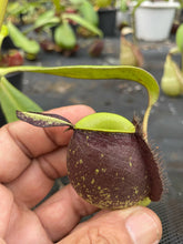Load image into Gallery viewer, N. ampullaria - Specimen 1 - XL
