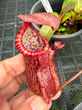 Load image into Gallery viewer, N.suratensis x (boschiana x veitchii)
