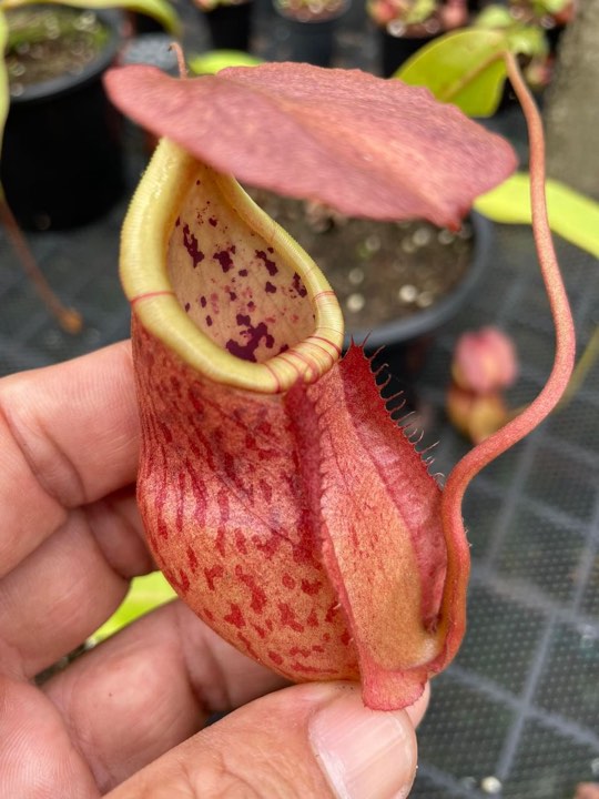 N. kampotiana x sumatrana - Specimen 2