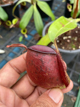 Load image into Gallery viewer, N. ampullaria &#39;Tricolor&#39; - Specimen 4
